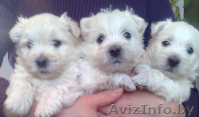  щенки вест-хайленд вайт терьера - Изображение #1, Объявление #166614