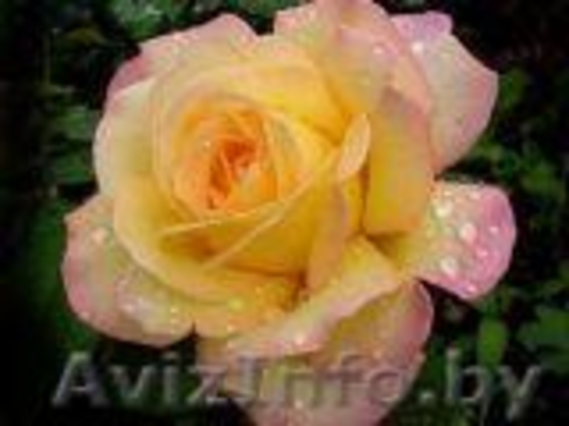 Саженцы клематисов, роз и других декоративных кустарников из личной ко - Изображение #6, Объявление #159415