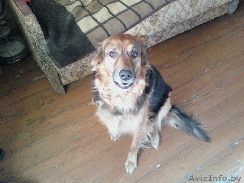 Отдам хорошего друга(англ. овчарку)в хорошие руки - Изображение #1, Объявление #177662