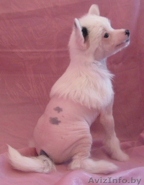 Щенки китайской хохлатой собачки - Изображение #2, Объявление #173715