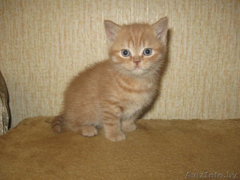 котенок - талисман года - Изображение #1, Объявление #160771