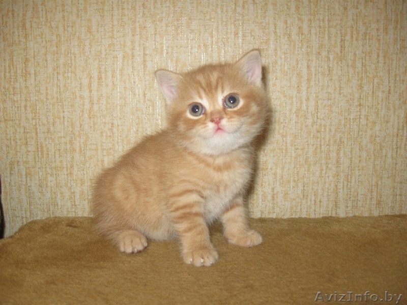 котенок - талисман года - Изображение #2, Объявление #160771