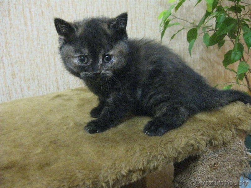 котенок - талисман года - Изображение #3, Объявление #160771