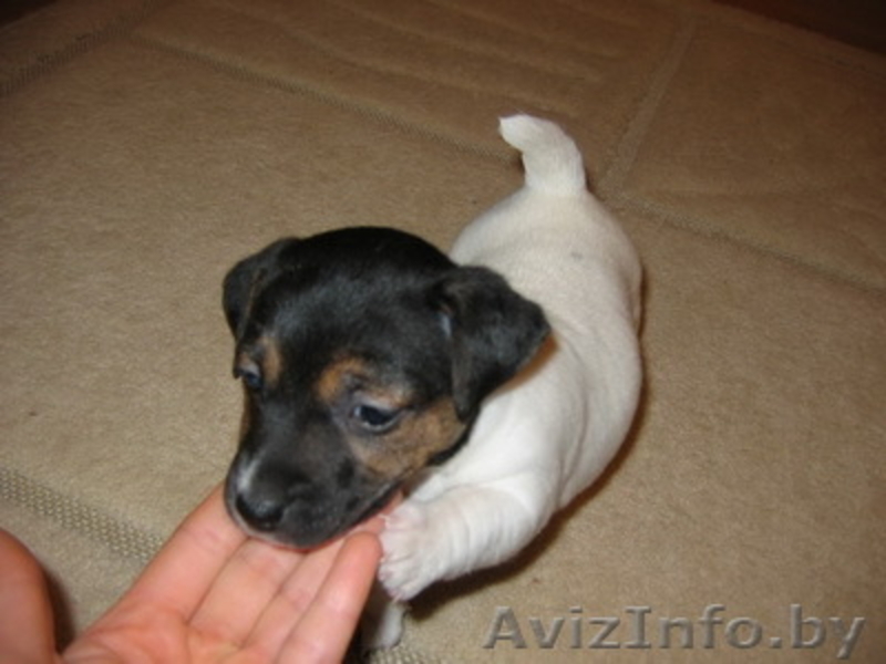 Продажа щенков Джек Рассел терьера. - Изображение #1, Объявление #167820