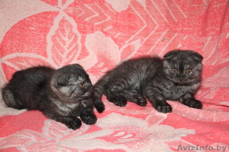 Шотландские вислоухие котята. - Изображение #2, Объявление #174451