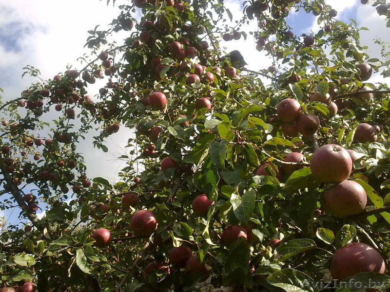 Продаю дачу? 18 км от МКАД, Молодеченское направление - Изображение #3, Объявление #167320