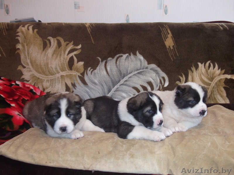 щенки Средне-Азиатской овчарки - Изображение #2, Объявление #161228