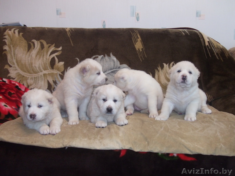 щенки Средне-Азиатской овчарки - Изображение #3, Объявление #161228