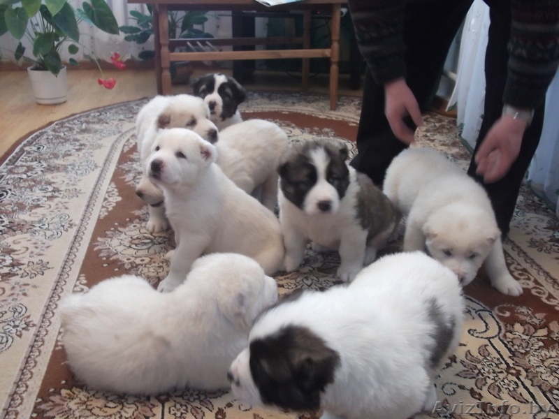 щенки Средне-Азиатской овчарки - Изображение #4, Объявление #161228