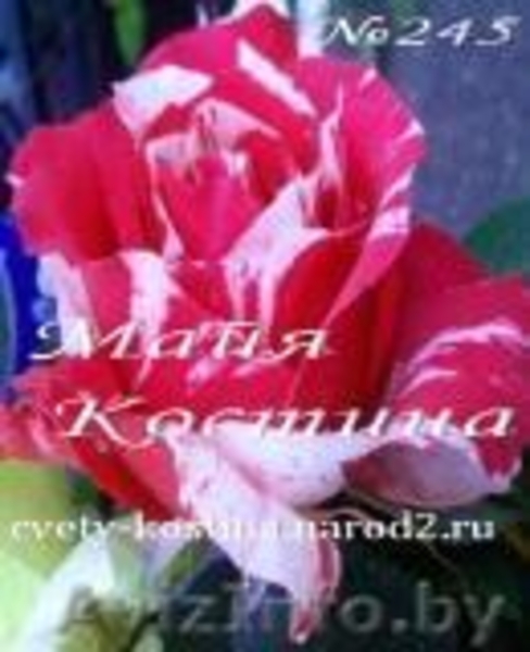 Саженцы клематисов, роз и других декоративных кустарников из личной ко - Изображение #7, Объявление #159415