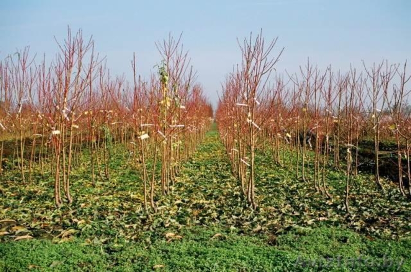 саженцы -ФРУКТОВЫЕ - Изображение #4, Объявление #179921