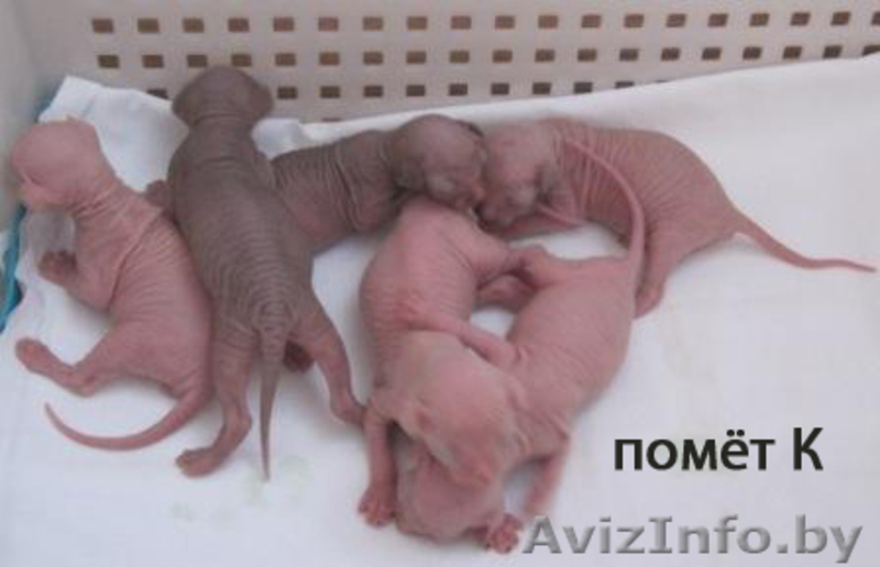 котяточки Канадский сфинкс  - Изображение #1, Объявление #177940