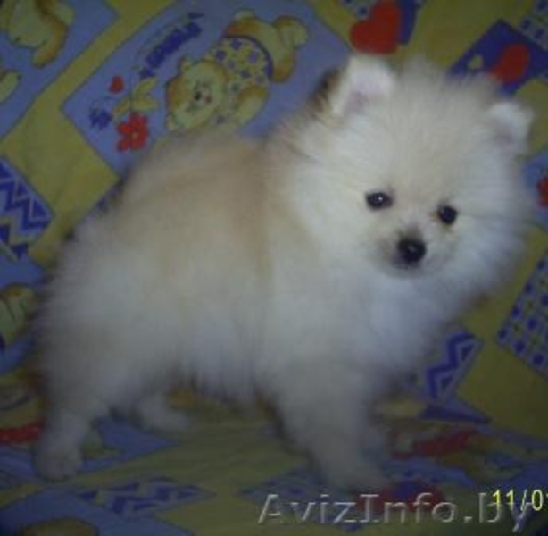 Немецкий Миниатюрный Шпиц - Изображение #2, Объявление #159935