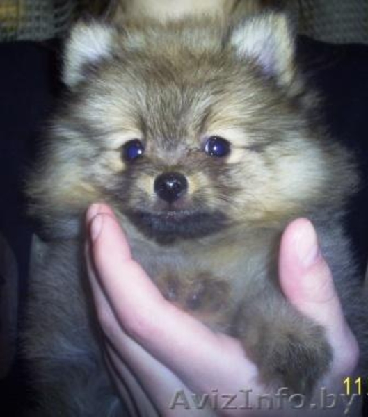 Немецкий Миниатюрный Шпиц - Изображение #3, Объявление #159935