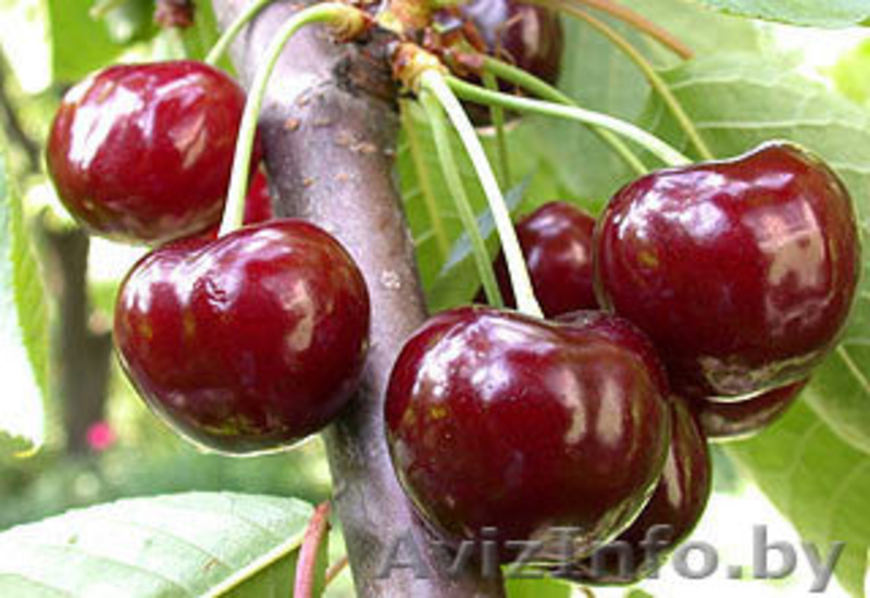 саженцы -ФРУКТОВЫЕ - Изображение #5, Объявление #179921