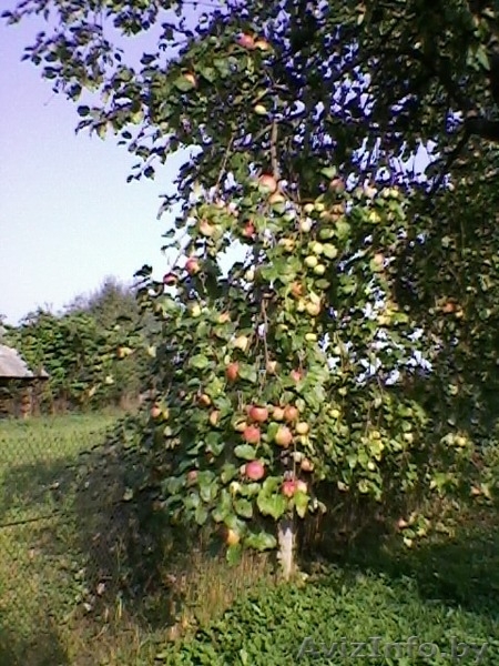 Петриловичи Столбцовского района - Изображение #3, Объявление #181929