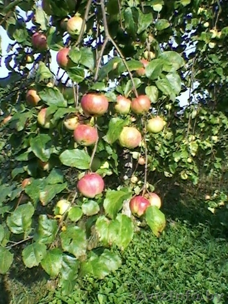 Петриловичи Столбцовского района - Изображение #1, Объявление #181929