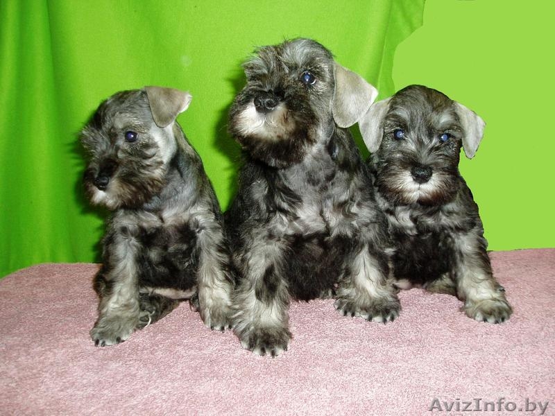 щенков цвергшнауцера окраса перец с солью.C родословной. - Изображение #3, Объявление #189991