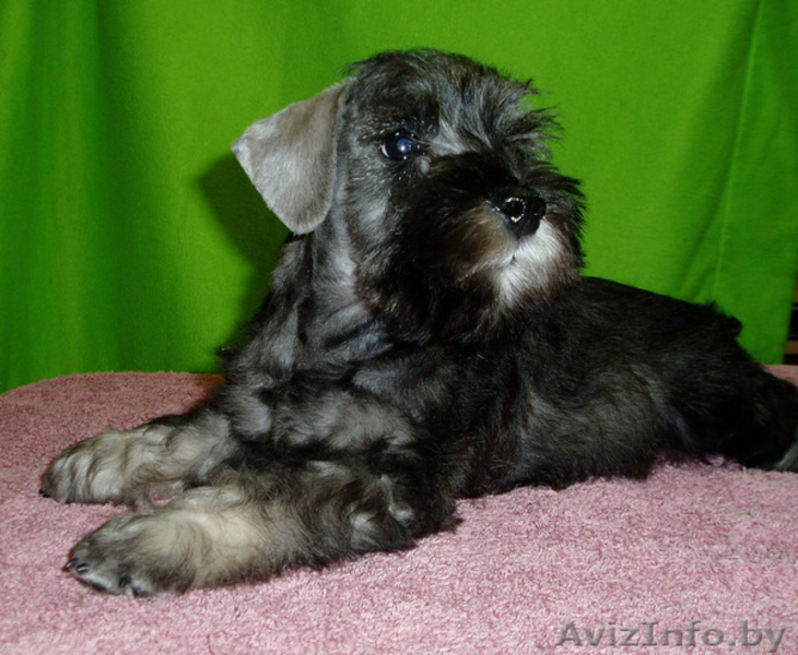Предлагаем высококлассных щенков цвергшнауцера окраса перец с солью. В родословн - Изображение #1, Объявление #189989