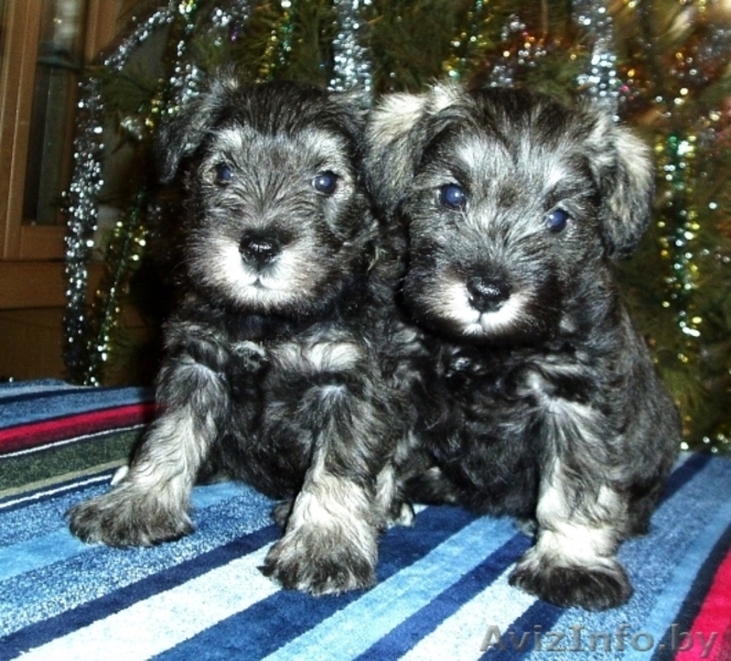 Предлагаем высококлассных щенков цвергшнауцера окраса перец с солью. В родословн - Изображение #2, Объявление #189989