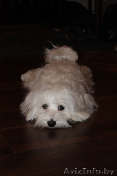 Продам мальтийскую болонку - Изображение #2, Объявление #205676