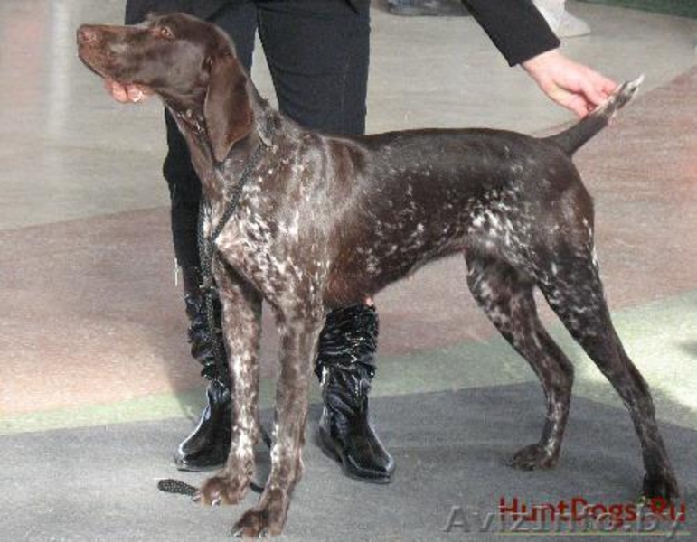 Вязка курцхааров, щенки - Изображение #1, Объявление #192140