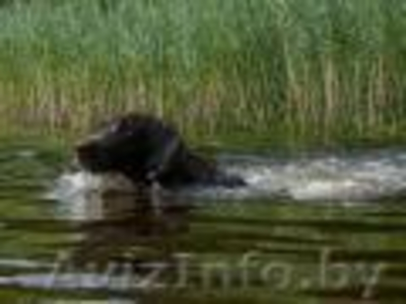 Вязка курцхааров, щенки - Изображение #3, Объявление #192140