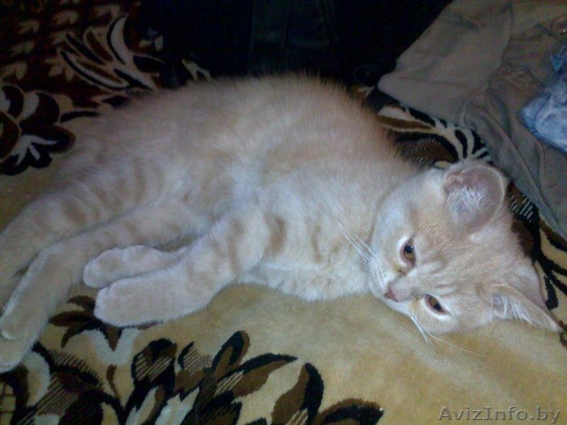 Продам британца короткошёрстного ,цена договорная - Изображение #1, Объявление #199719