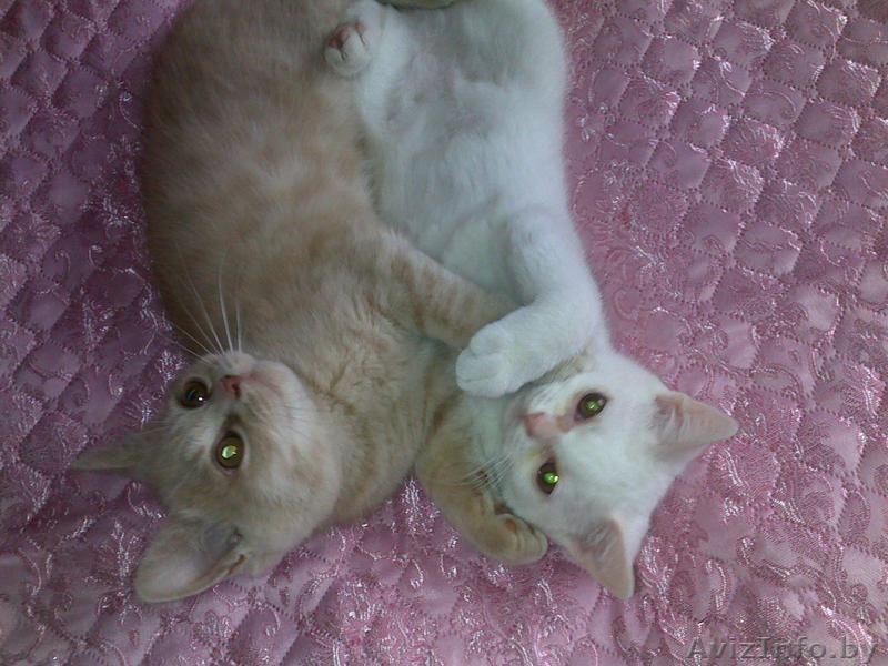 Продам британца короткошёрстного ,цена договорная - Изображение #2, Объявление #199719