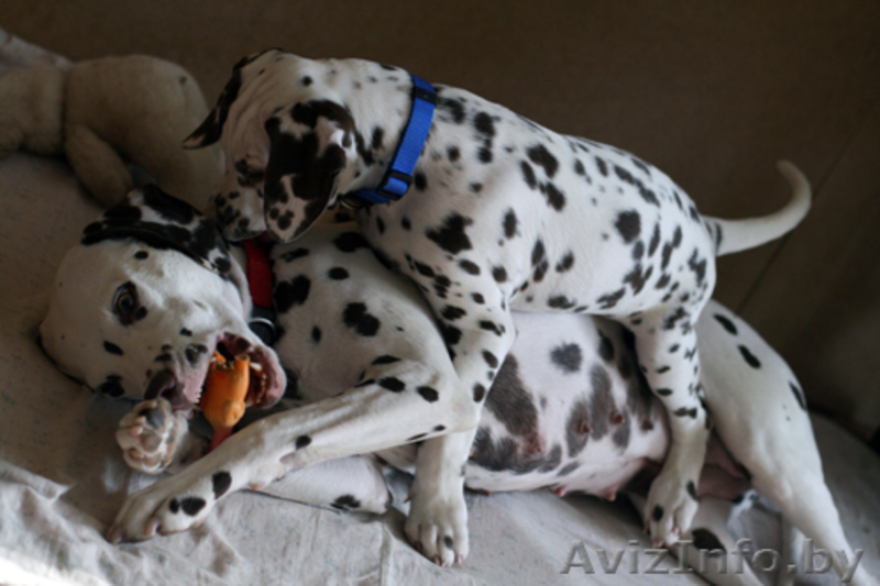 Далматина щенок - Изображение #3, Объявление #184047