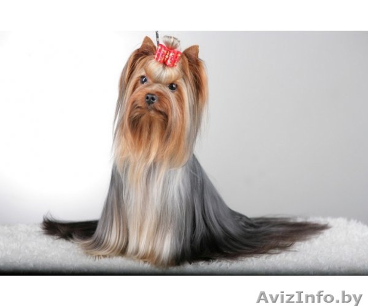 Милые щенки йоркширского терьера!!! - Изображение #2, Объявление #210089