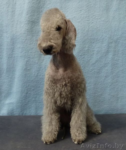 Bedlington Terrier - Изображение #3, Объявление #144060