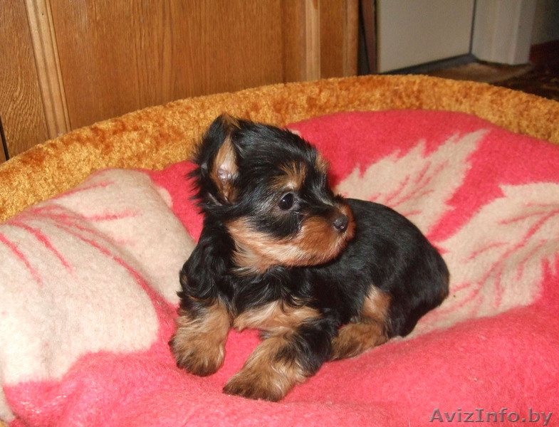 Продается девочка йоркширского терьера - Изображение #1, Объявление #187543