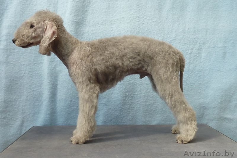 Bedlington Terrier - Изображение #4, Объявление #144060