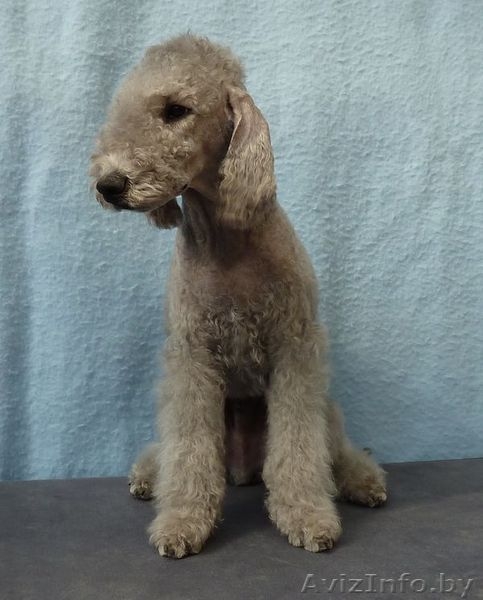 Bedlington Terrier - Изображение #5, Объявление #144060