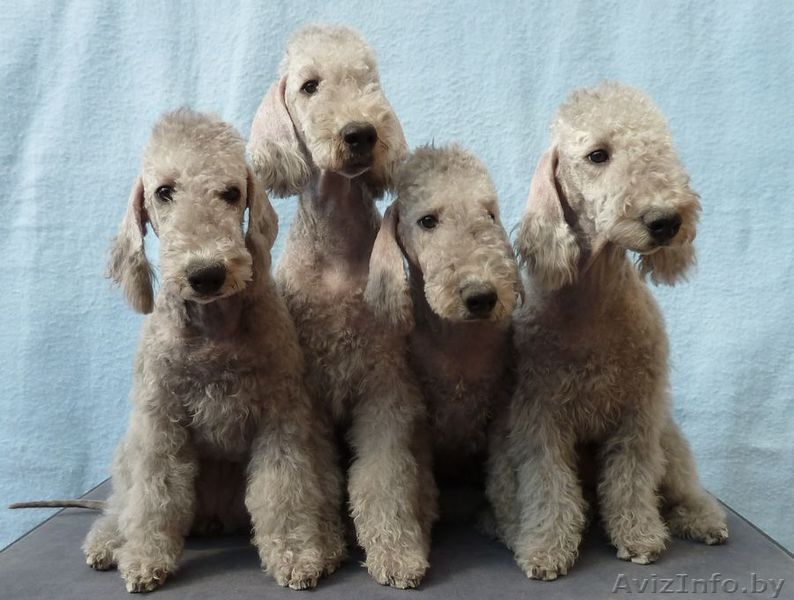 Bedlington Terrier - Изображение #1, Объявление #144060