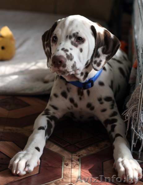 Далматина щенок - Изображение #1, Объявление #184047