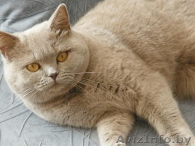 Элитные британские  котята от титулованных родителей с  отличной родословной ( F - Изображение #1, Объявление #184867