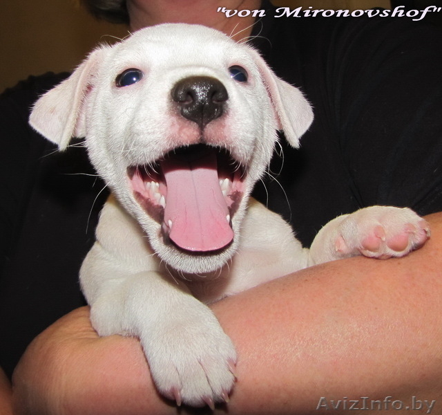 щенки Парсон  Рассел терьера-Parson Russell terrier!!! - Изображение #4, Объявление #215284