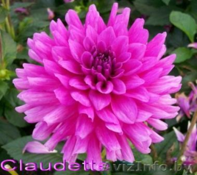 Карликовые георгины: галлери, мелоди, миниатюрные и др. - Изображение #10, Объявление #207946