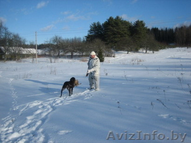 Щенки курцхаара в Минске - Изображение #4, Объявление #198838