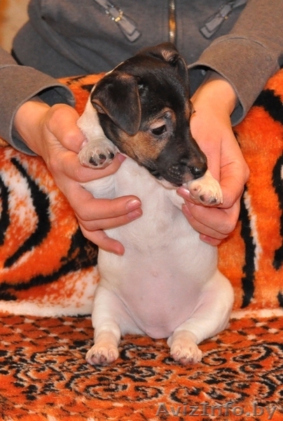Продажа щенков Джек Рассел терьера. - Изображение #4, Объявление #167820