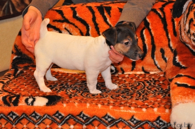 Продажа щенков Джек Рассел терьера. - Изображение #3, Объявление #167820