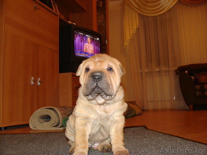 Шарпей щенки продаются - Изображение #1, Объявление #205475