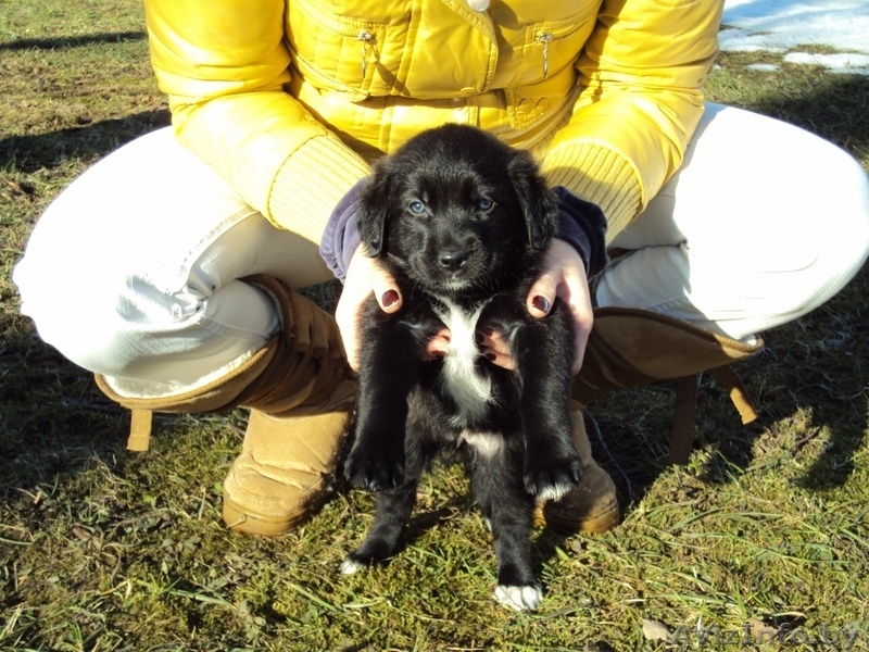 Маленького щенка в добрые руки - Изображение #2, Объявление #198392