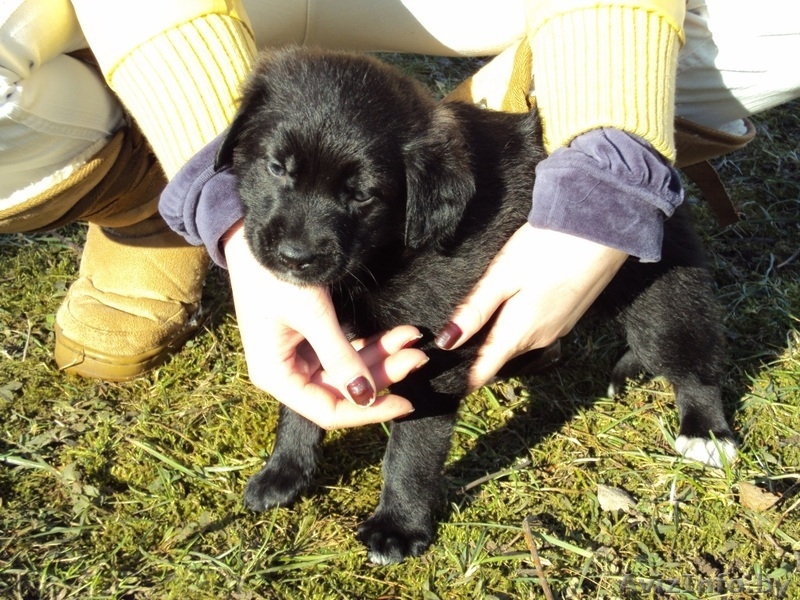 Маленького щенка в добрые руки - Изображение #3, Объявление #198392