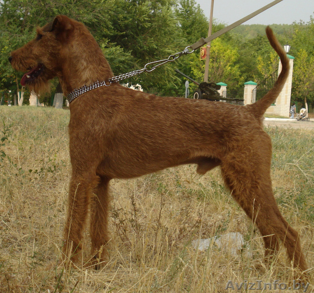щенки ирландского терьера  от импортных производителей! - Изображение #1, Объявление #188407