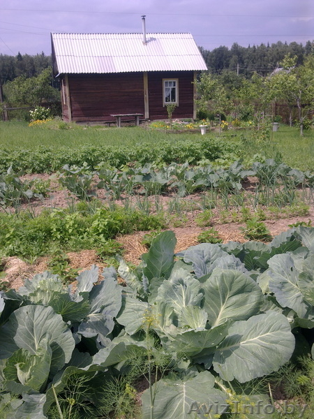 Продам дачу Моск. напр. 85 км от МКАД, дом-сруб, уч. 10. соток - Изображение #4, Объявление #200323