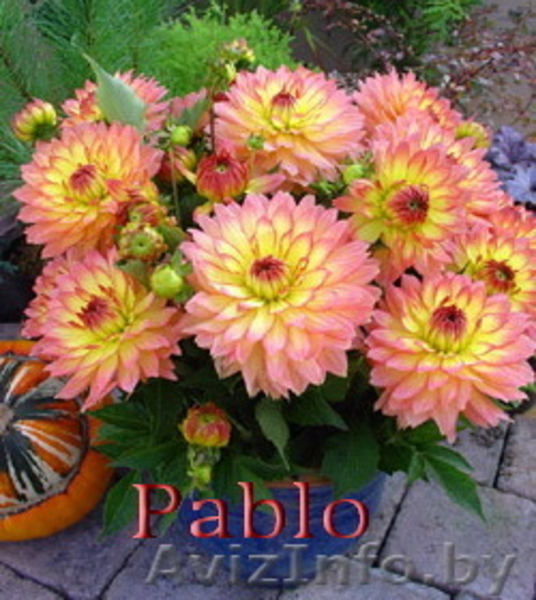 Карликовые георгины: галлери, мелоди, миниатюрные и др. - Изображение #4, Объявление #207946