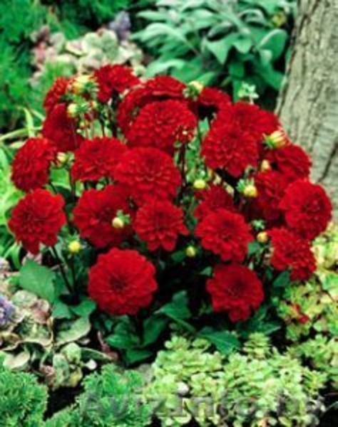 Карликовые георгины: галлери, мелоди, миниатюрные и др. - Изображение #5, Объявление #207946